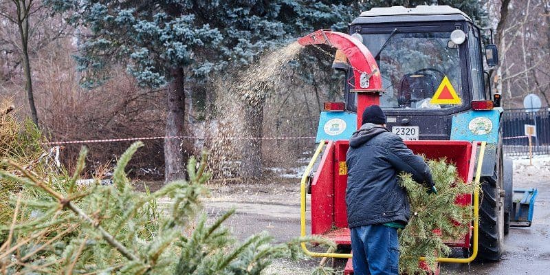 В Алексеевском открылся пункт утилизации новогодних елок